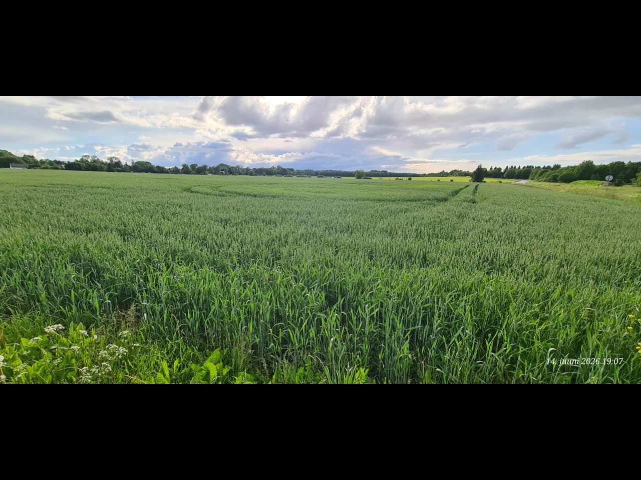 Maatulundusmaa 100%, Harju maakond, Saue vald, Alliku küla, Teevahe (9987,0 m2)